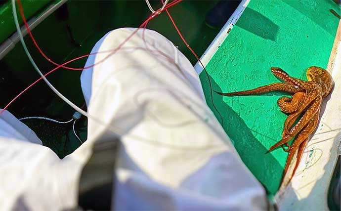 東京湾伝統釣法の「手釣り（テンヤ）」でマダコをゲット【千葉・みや川丸】