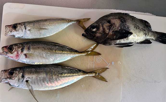 小潮の堤防ライトルアー釣りでアジにメバル好捕　潮周りは意識し過ぎる必要なし？