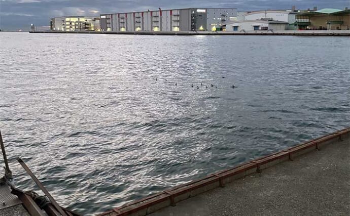 大阪南港釣り場紹介：フェリーターミナル横一本堤防　釣れる魚とエントリー方法を解説