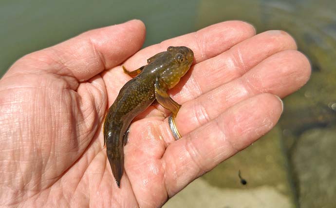 旧江戸川でのテナガエビ釣りで本命4尾【千葉】ハゼのアタリの方が多いか