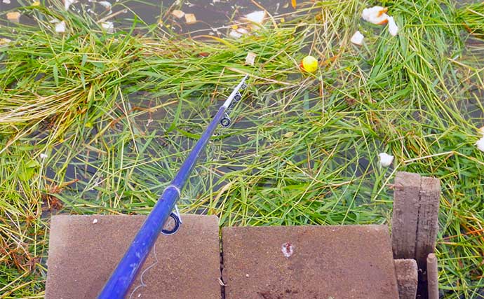 雨天後の河川で101cmソウギョをキャッチ【埼玉・元荒川】身を隠してヒットを待つ