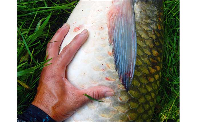 雨天後の河川で101cmソウギョをキャッチ【埼玉・元荒川】身を隠してヒットを待つ