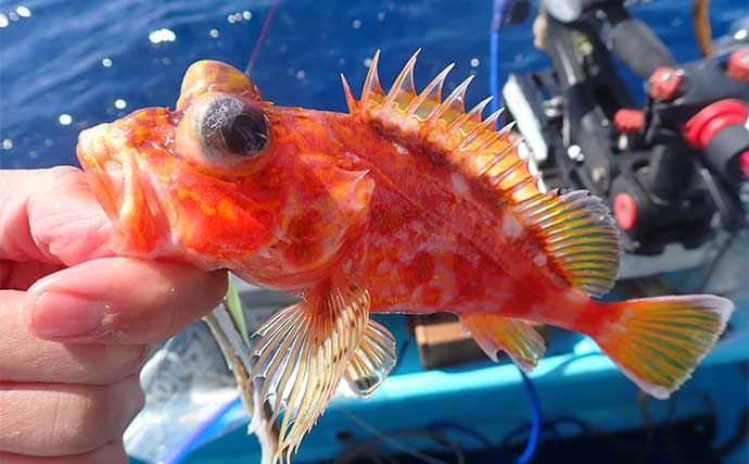 沼津沖オニカサゴ釣りで本命連打【静岡・城】効果発揮した「特エサ」とは？