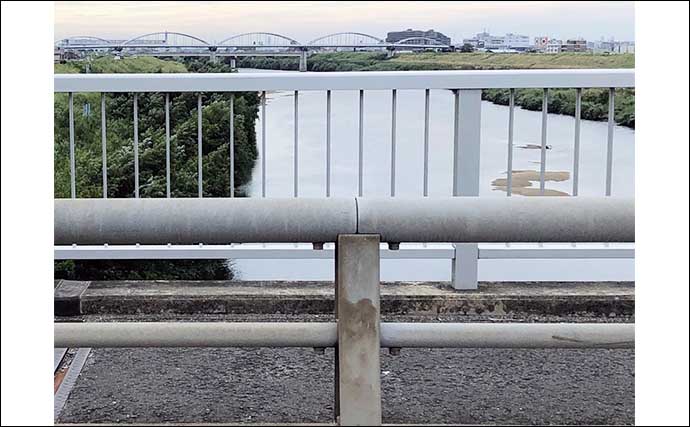 道頓堀川に生息するちょっと意外なサカナたち　アユやウナギの目撃例も