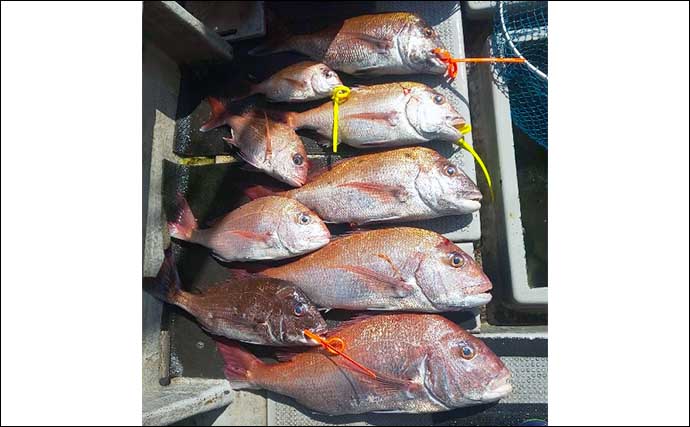 【船釣り釣果速報】鷹島沖タイラバ五目釣りでマダイにハタ類など多彩（長崎・佐賀）