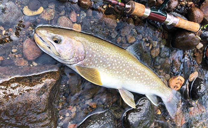 晩春の里川でのルアー釣りで69cmアメマスに44cm大イワナと対面【北海道】