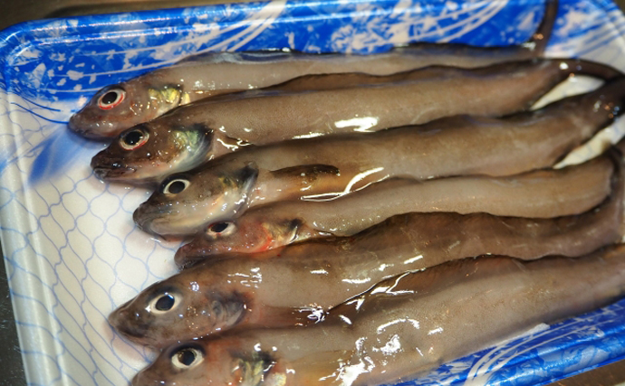 日本で「幻」と呼ばれるサカナは何種類？　地球上には36000種以上の魚が存在