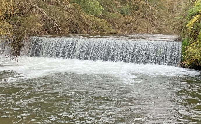 日野川水系での渓流ルアー釣りでゴギにアマゴ【鳥取】スピナーにヒット