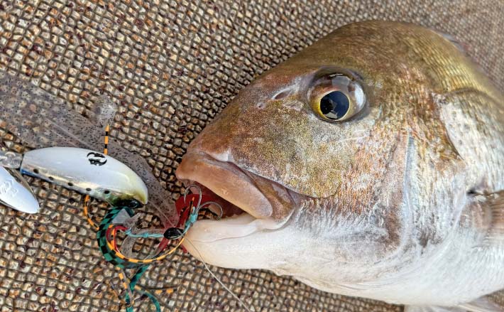 玄界灘タイラバ釣行で乗っ込みマダイ8尾【福岡】ボリューミーな仕掛け