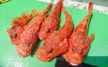 中深海釣りでオニカサゴ5匹にアヤメカサゴ7匹をキャッチ【三重・大宏丸】