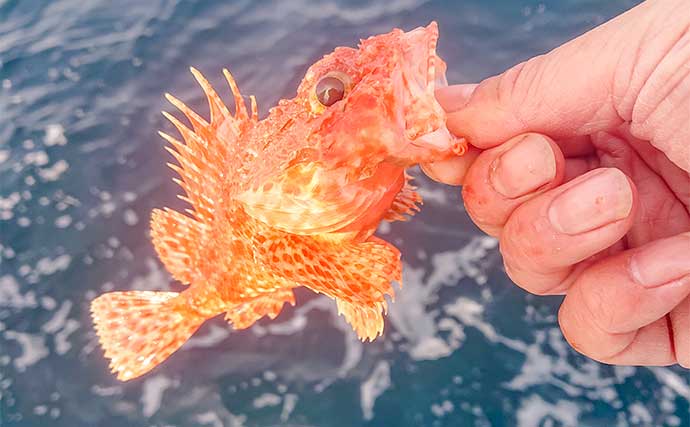 中深海釣りでオニカサゴ5匹にアヤメカサゴ7匹をキャッチ【三重・大宏丸】