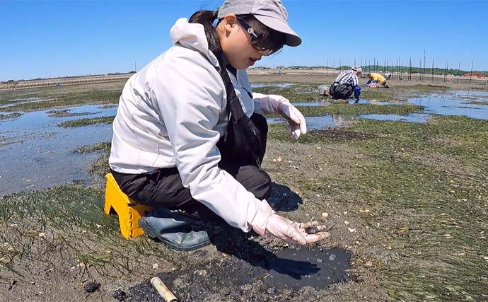 吉田海岸での潮干狩りで大型アサリにハマグリを大量ゲット！【愛知】