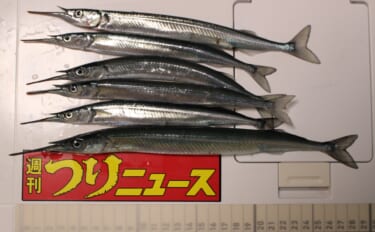 羽根港でのサヨリ釣りで31cm頭に本命20尾【大分】パン粉入りのまきエ…