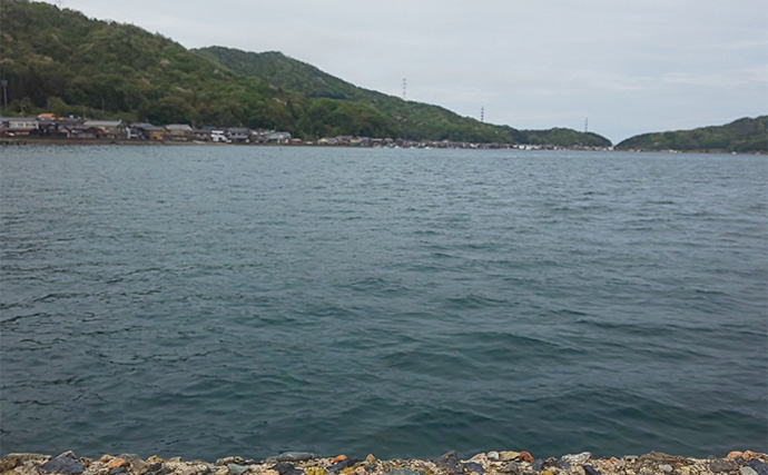 日本海陸っぱりエギングでコウイカを好捕【京都府】シャローの藻場がキーワード