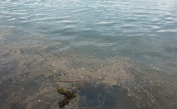 日本海陸っぱりエギングでコウイカを好捕【京都府】シャローの藻場がキーワード