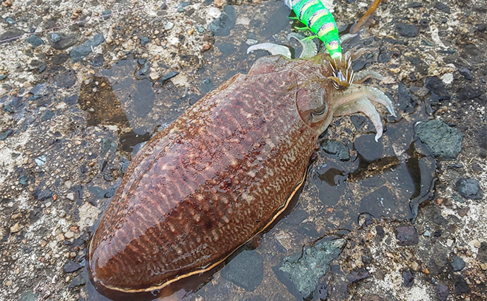 日本海陸っぱりエギングでコウイカを好捕【京都府】シャローの藻場がキーワード