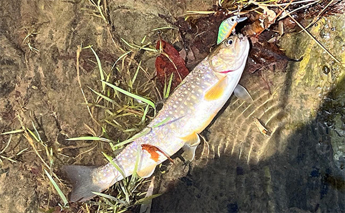 十津川水系での渓流ルアー釣行で良型イワナ＆アマゴをキャッチ【奈良