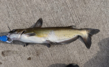 いよいよ琵琶湖に侵入した超有害外来魚「アメリカナマズ」　釣り人が出来る…