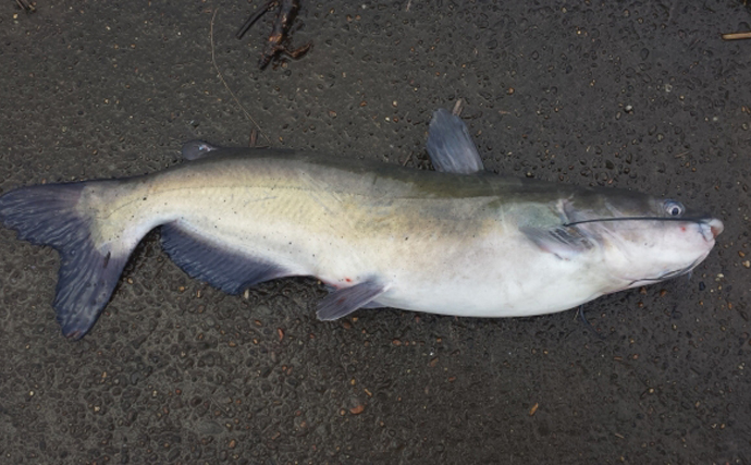 いよいよ琵琶湖に侵入した超有害外来魚「アメリカナマズ」　釣り人が出来ることとは？