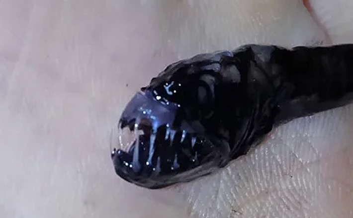 独特すぎるサクラエビ漁のゲスト魚たち 愉快な「サクラエビモンスター」を紹介 TSURINEWS