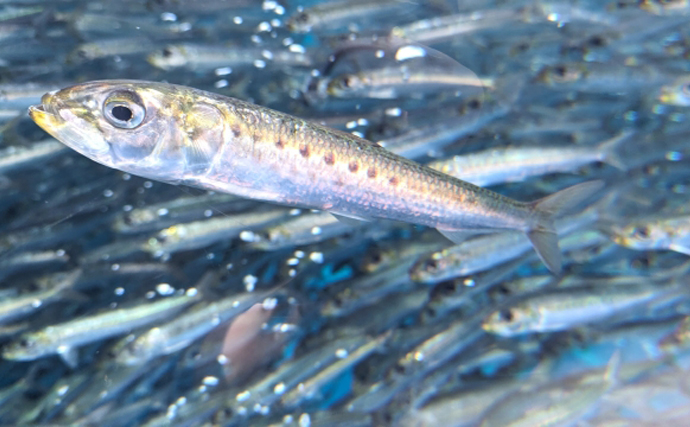 普段は「ハダカ」で干すと「ヤケド」する美味な深海魚『ハダカイワシ』