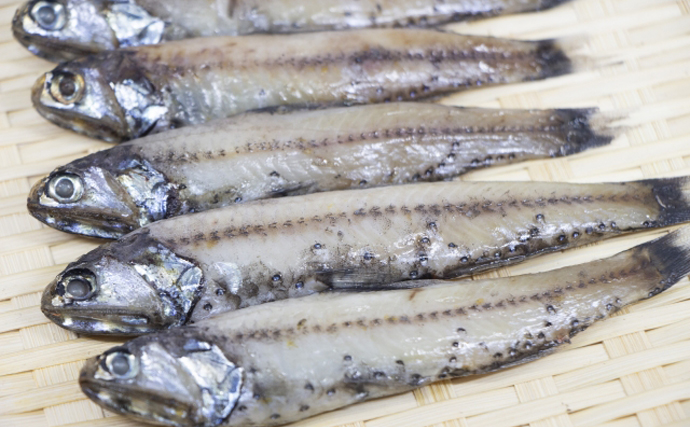 普段は「ハダカ」で干すと「ヤケド」する美味な深海魚『ハダカイワシ』