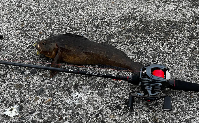 堤防の足元で40cmアイナメをキャッチ【北海道】壁際をフリーリグで狙い撃ち