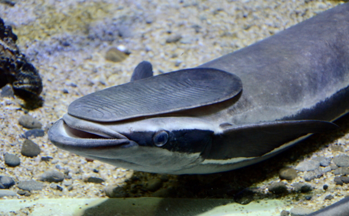 ちょっと意外な魚類分類学の今　「カサゴ目」が消滅して「アジ目」がメジャーに？