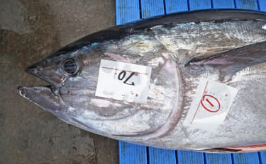 【速報】6月末までクロマグロ遊漁禁止に　解禁から4日間で上限7トンに到達