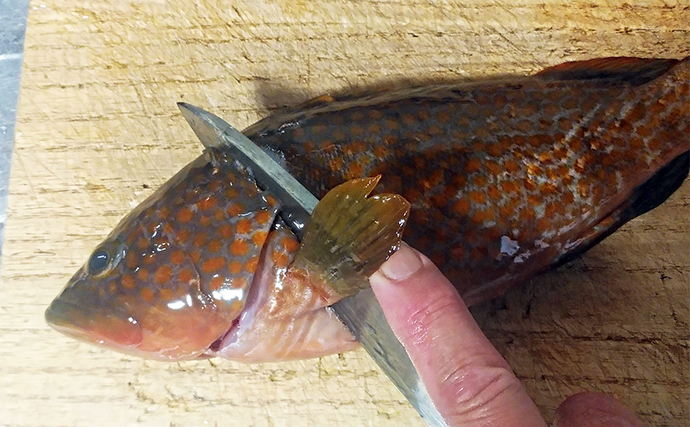 釣った魚で作る「簡単刺身アレンジ」レシピ：キジハタの塩昆布　ぶつ切りでOK