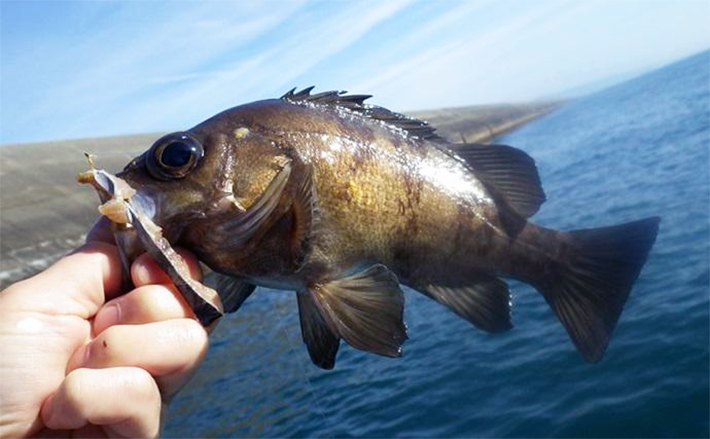 日立沖の浅場狙う根魚五目釣りでメバルにムラソイ【宮田丸】根掛かり