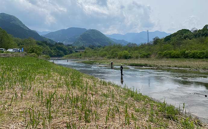 日本一早い解禁日の荒川アユ友釣りを調査【埼玉】 一人平均20尾前後の釣果