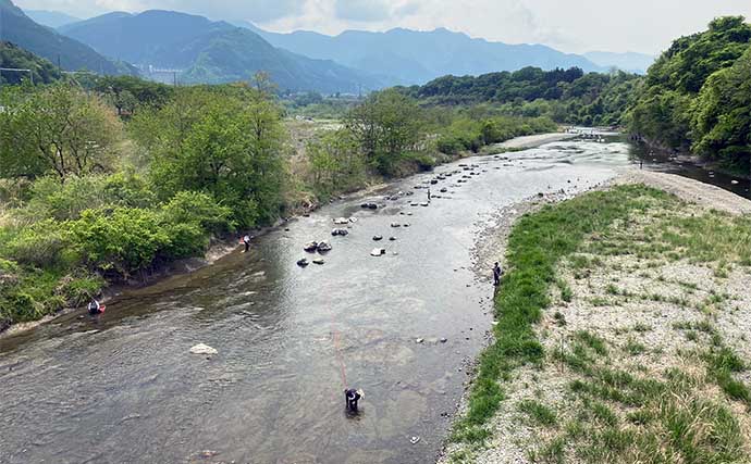 日本一早い解禁日の荒川アユ友釣りを調査【埼玉】 一人平均20尾前後の釣果