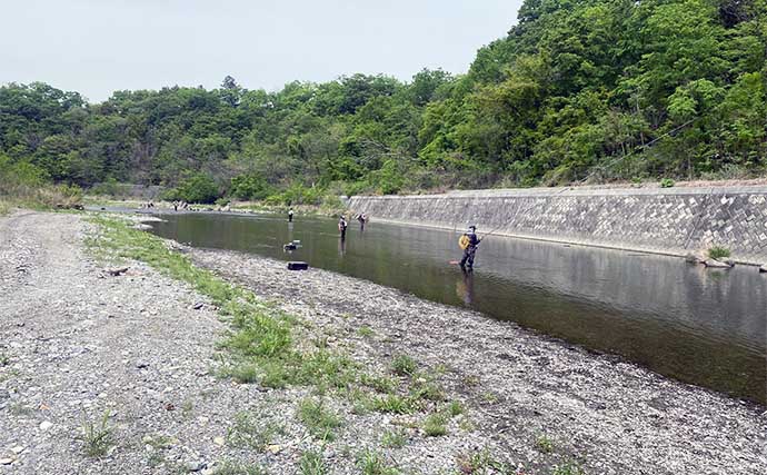 日本一早い解禁日の荒川アユ友釣りを調査【埼玉】 一人平均20尾前後の釣果