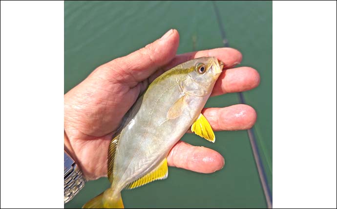 乙浜港でのサビキ釣りでイワシ50尾キャッチ【千葉】夕マヅメに群れ回遊