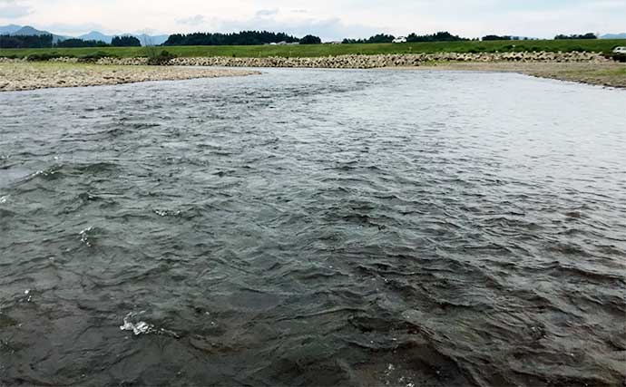 鮎（アユ）友釣りオススメ河川ガイド2024：渡良瀬川【栃木県】天然遡上は遅れ気味か