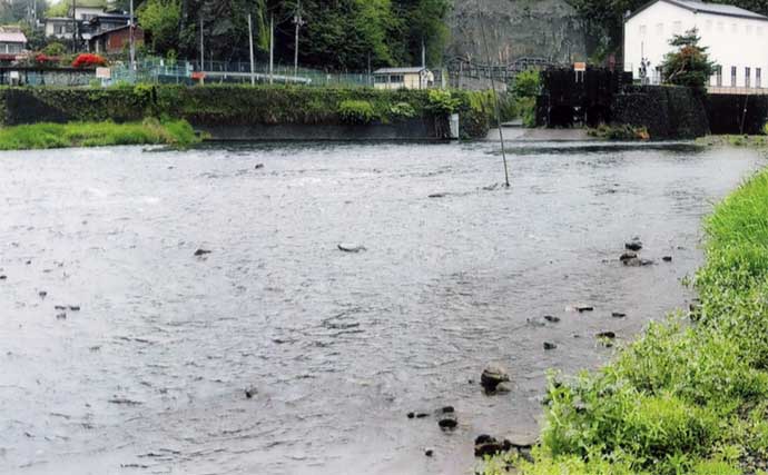 鮎（アユ）友釣りオススメ河川ガイド2024：桂川水系【山梨】大型の数釣りができる年も
