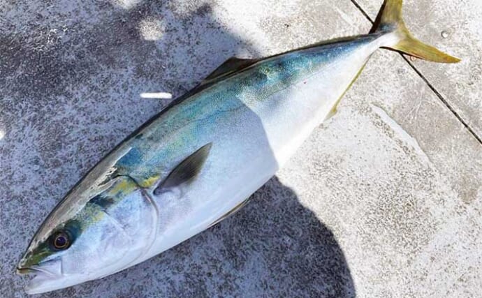 オフショアジギング釣行でワラサ（ブリ）が入れ食いに！【石川・遊心丸】