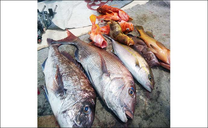 【釣果速報】平戸沖ライトジギング釣行で魚種多彩にクーラー満タン（長崎・佐賀）