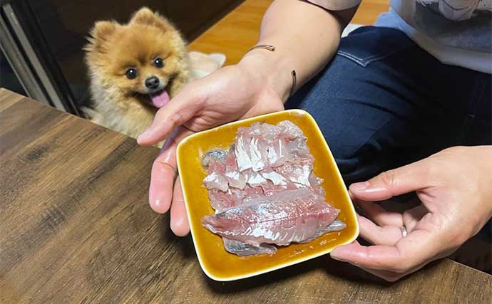 ケイムラカラー縛りのアジング釣行で本命連打【熊本】恩恵はでかかった？