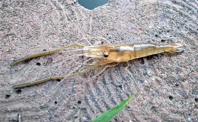 別所沼公園でのテナガエビ釣りで9cm頭に8尾【埼玉】多彩なゲストがヒット