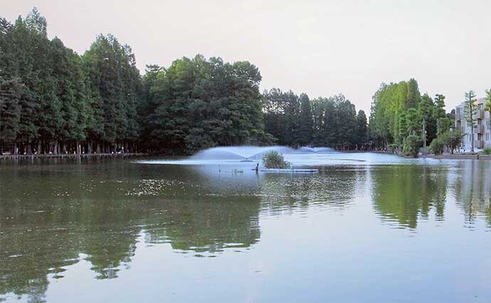 別所沼公園でのテナガエビ釣りで9cm頭に8尾【埼玉】多彩なゲストがヒット