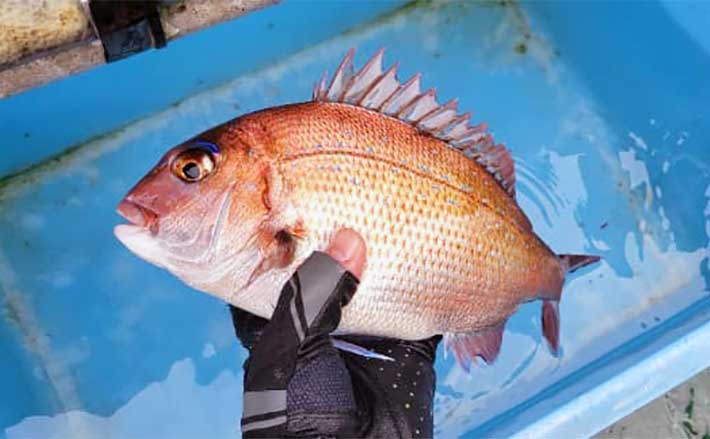 娘誕生の【祝い鯛】をパパが釣る！」コマセマダイ釣りでマダイ3尾