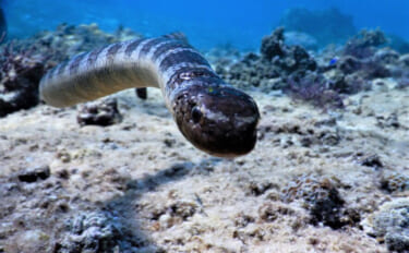 「ウミヘビ」は爬虫類にも魚類にも存在する　毒を持つのはどちら？