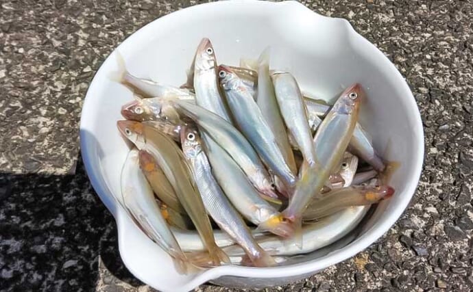 琵琶湖での小アユ釣りで10cm良型含み大漁【滋賀・西野放水路】シーズン開幕