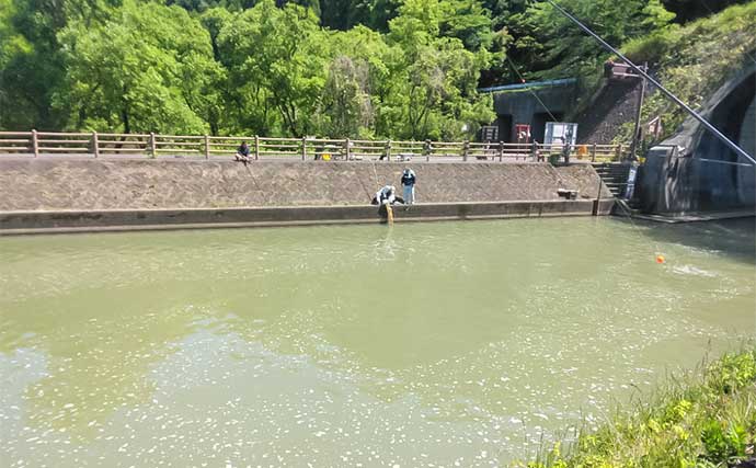 琵琶湖での小アユ釣りで10cm良型含み大漁【滋賀・西野放水路】シーズン開幕