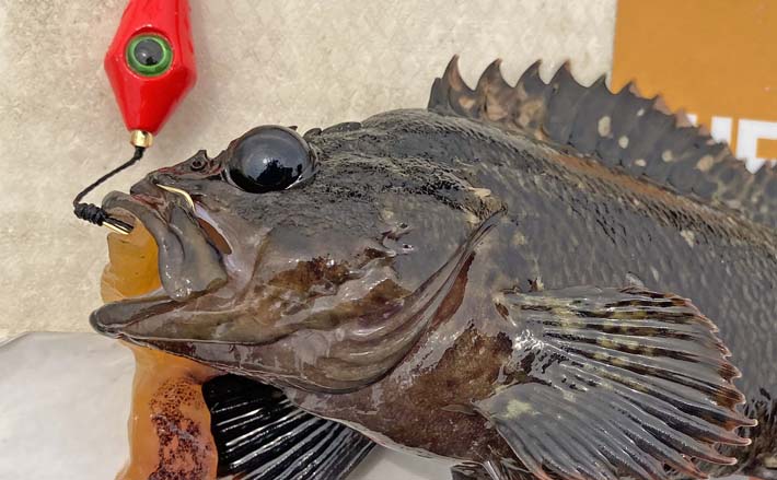 ブラクリ仕掛けでの根魚釣りでムラソイ・カサゴなど2桁釣果【三重