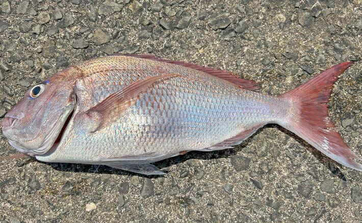 島を釣る Feel like fishing anytime!] #283 Twice as many lures with fall and