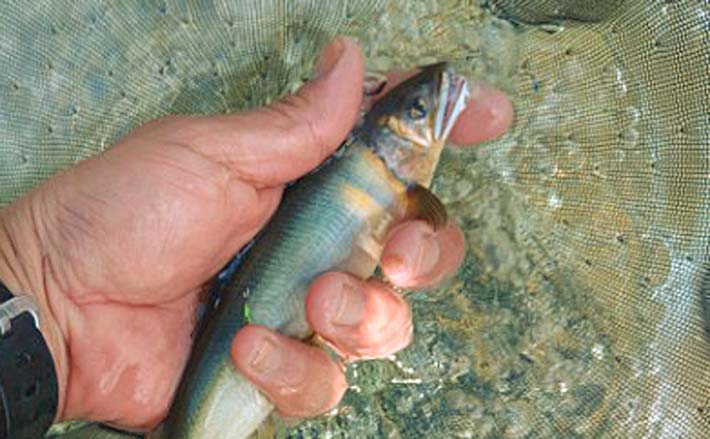 あゆ解禁日の2時間のトモ釣りで20.6cm頭にアユ20匹と対面【岐阜