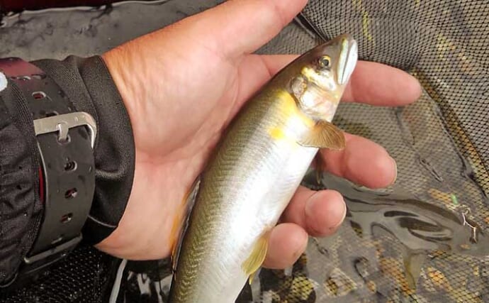 津保川でのアユトモ釣りで20cmの真っ黄色な鮎と対面【岐阜】降雨による水温低下に苦戦
